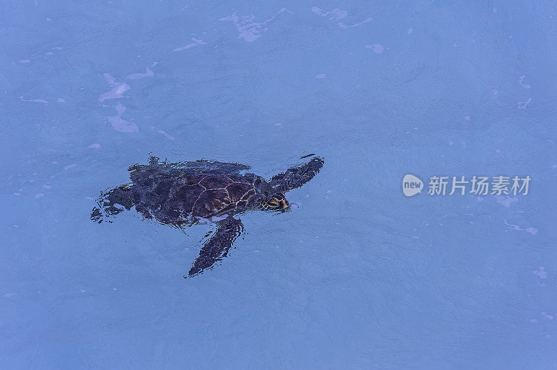 绿海龟(Chelonia mydas)，也被称为绿海龟，黑海龟，或太平洋绿海龟，是龟科的一种大型海龟。发现于Papahānaumokuākea海洋国家纪念碑，中途岛，中途岛的水域